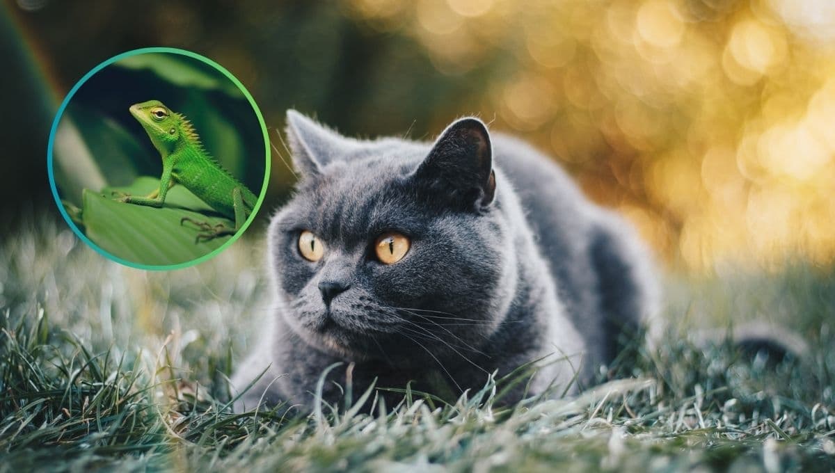 ¿Qué pasa si mi gato come lagartijas?