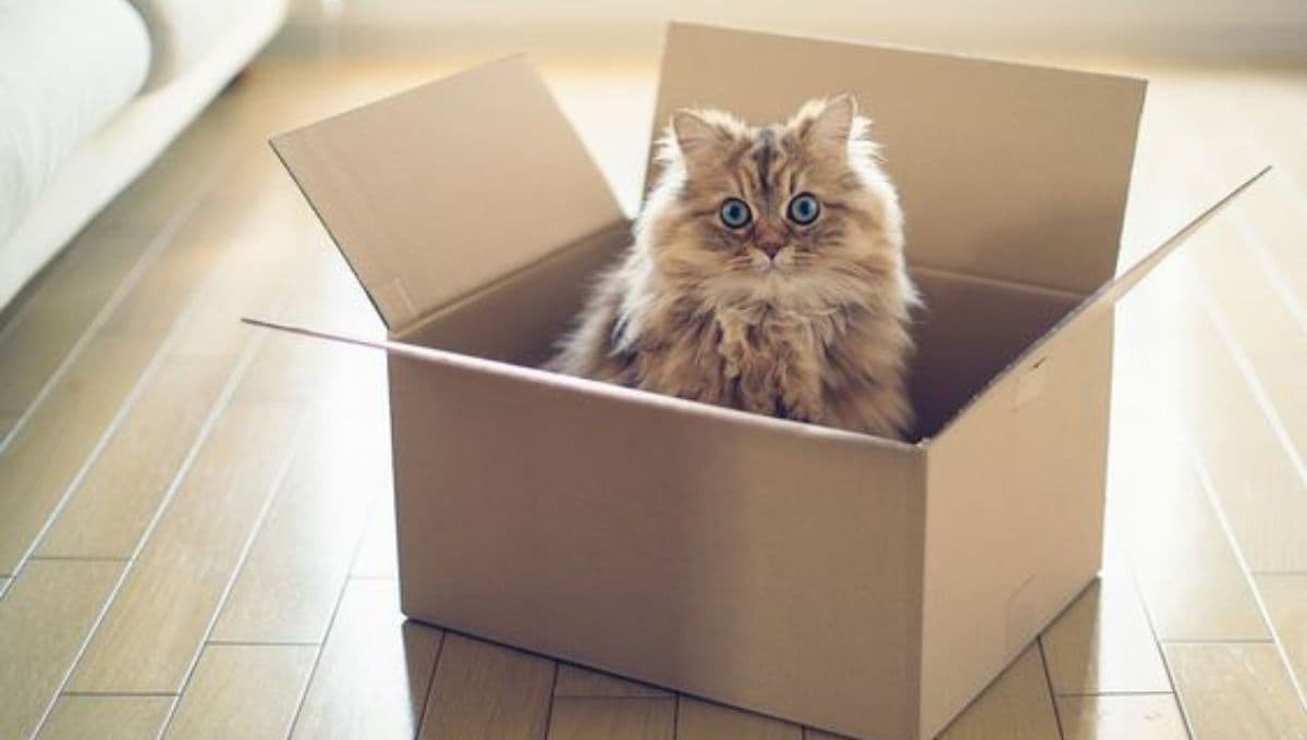 ¿Cómo hacer un juguete divertido para gatos con una caja de cartón?