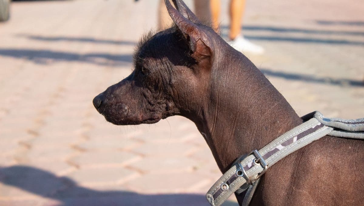 7 nombres aztecas para perros con su significado bonito