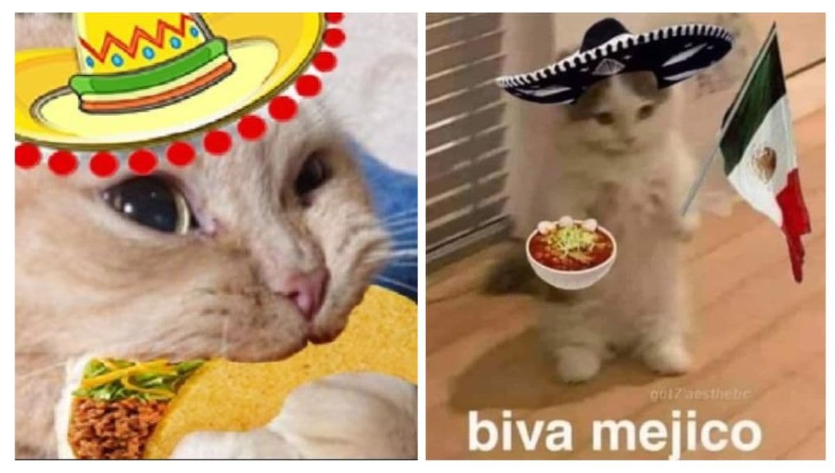 5 MEMES de gatos muy mexicanos para festejar el 15 de septiembre