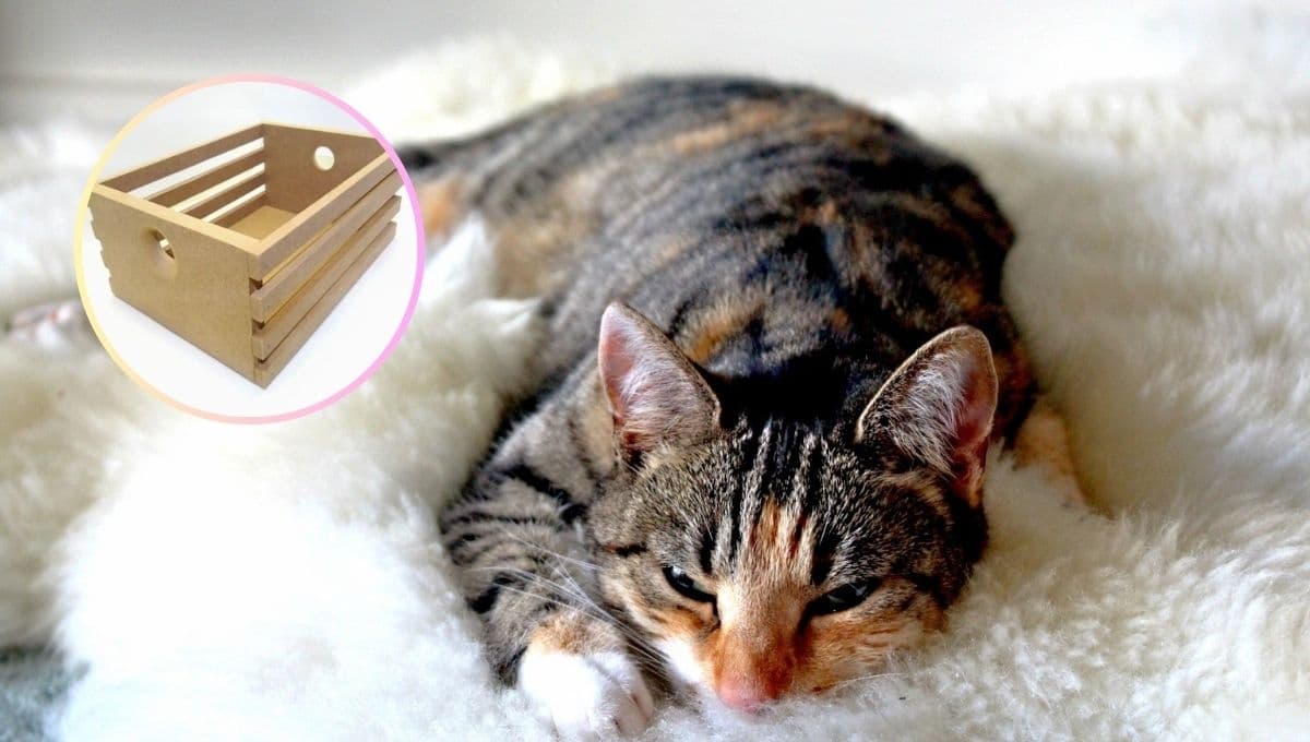 ¿Cómo hacer una camita para gato con cobijas?