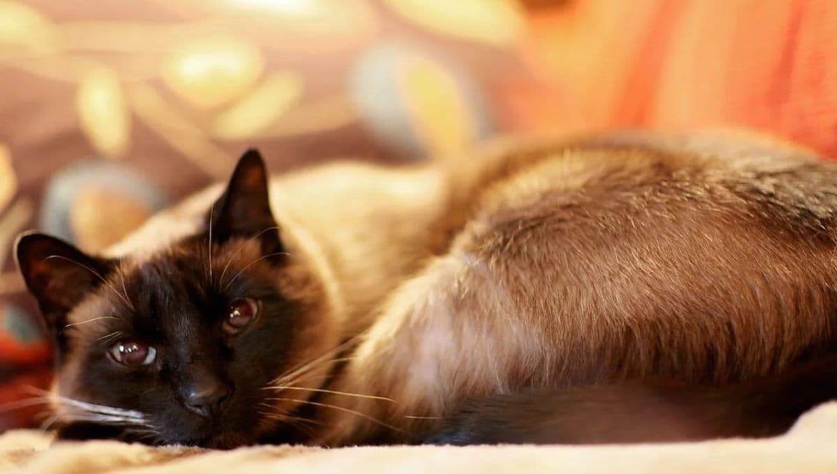 ¿Por qué mi gato me amasa la panza?