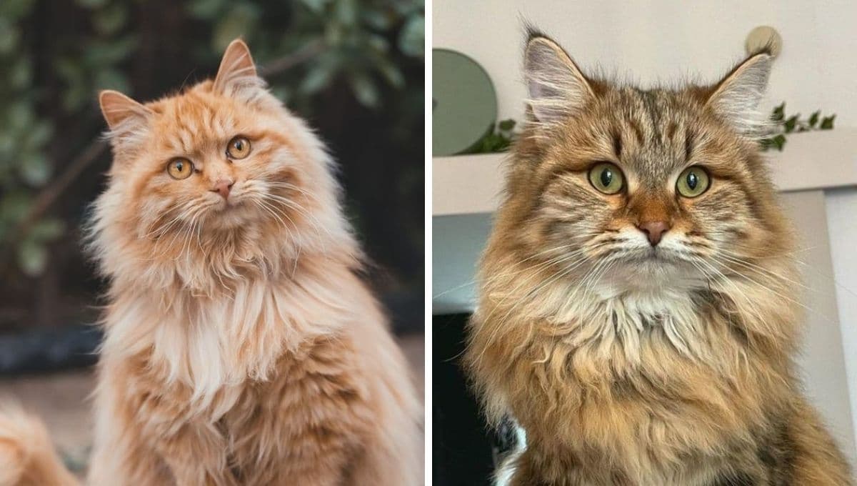 5 razas de gatos más ENOJONES: son tan ariscos que dan ternura