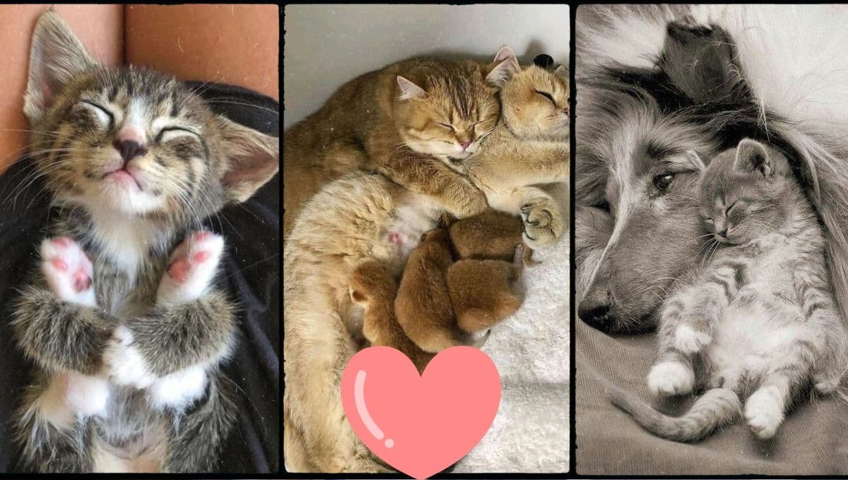 5 fotos de gatos tiernos durmiendo para compartir en WhatsApp