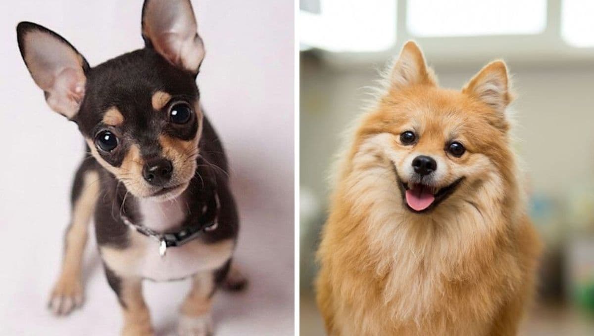 7 nombres mayas para perros con su significado interesante