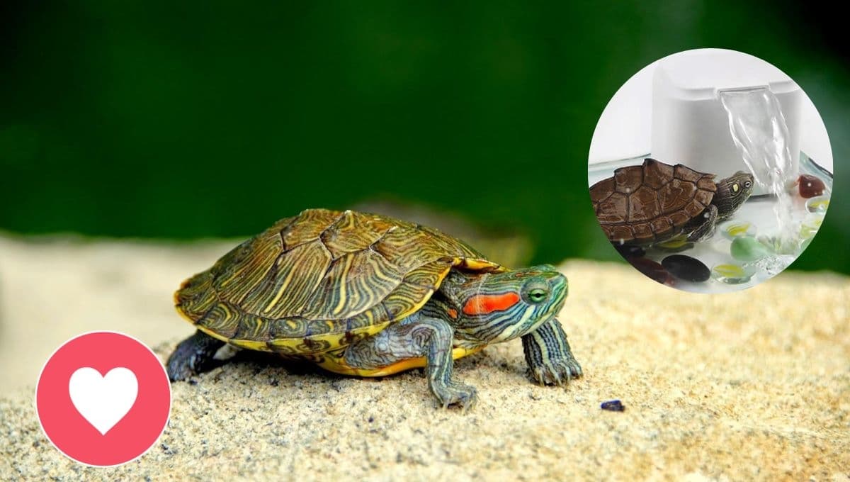 ¿Qué debe tener un acuario para tortugas? 5 elementos imprescindibles