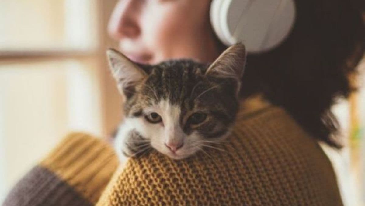 ¿Qué poderes curativos tienen los gatos?