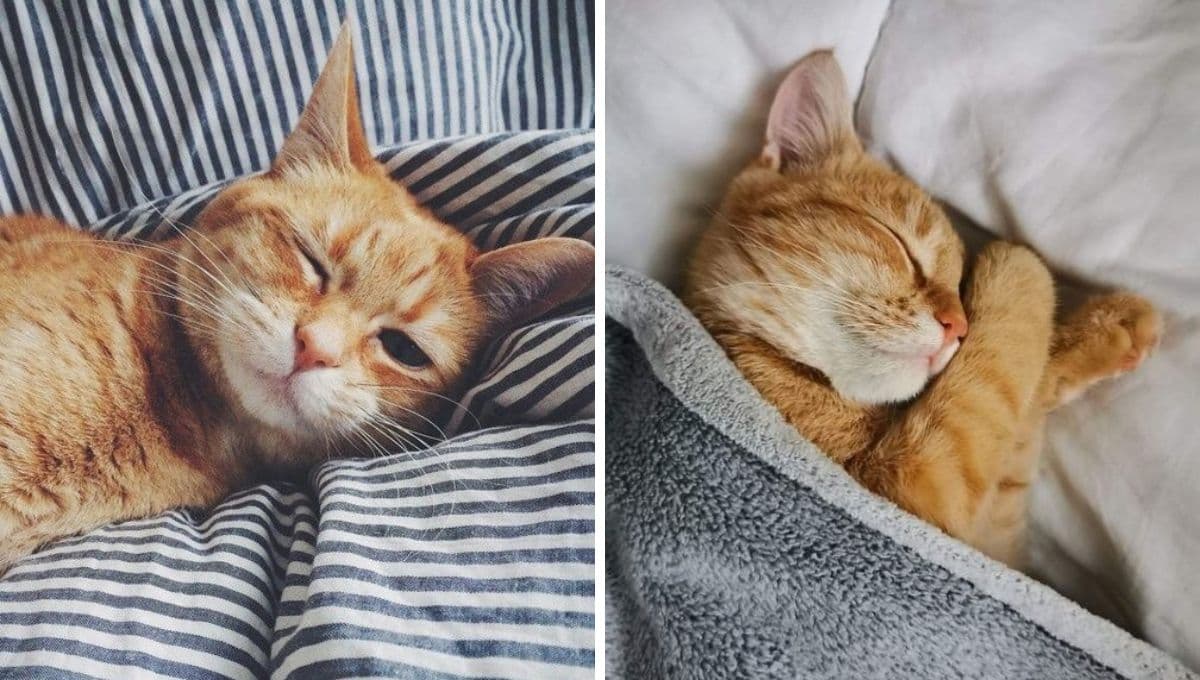 5 MEMES de gatos desvelados para compartir y empezar la semana