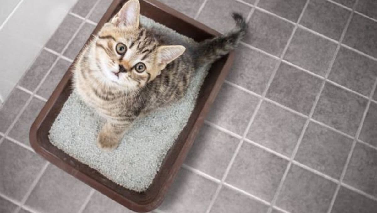 ¿Qué pasa si mi gato se come su arena?