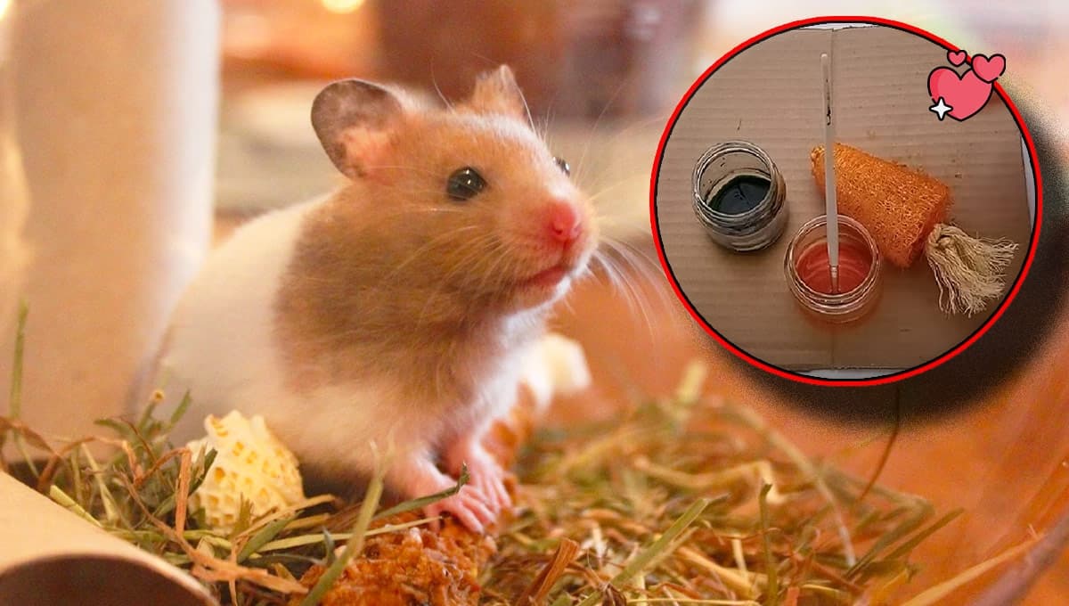 Cómo hacer un juguete casero para hámster para morder? | Paso a paso