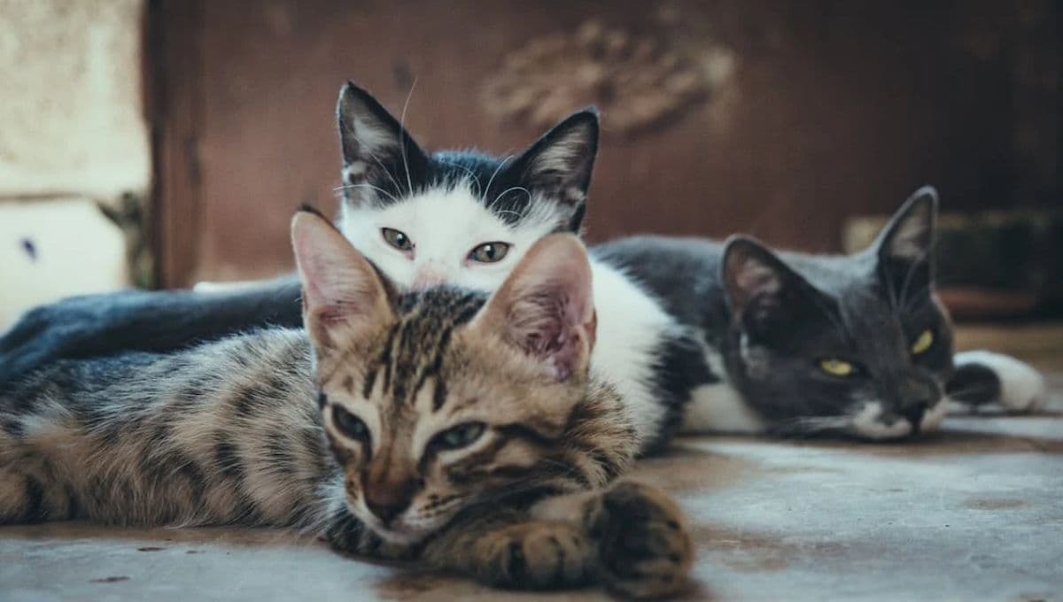 ¿Por qué mi gato hace mucho ruido cuando se está apareando?
