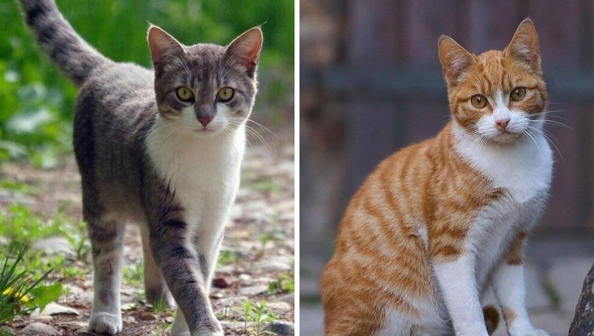 5 causas de que mi gato esté muy delgado