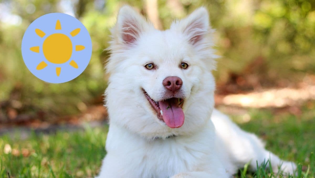 3 tips para refrescar a tu mascota cuando hace calor, fáciles y efectivos