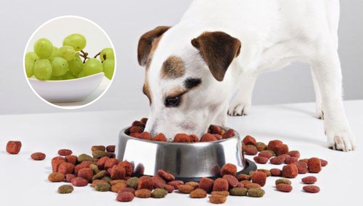 ¿Qué pasa si mi perro come uvas verdes?