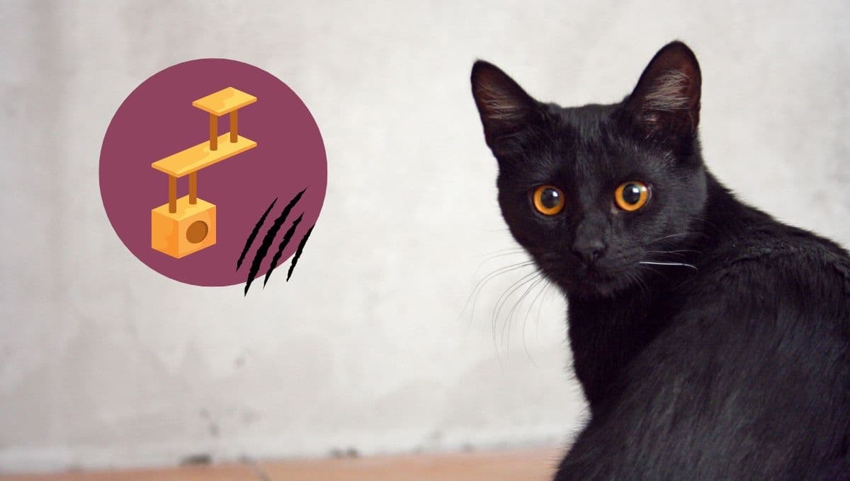 Cómo hacer un rascador para gatos de cartón fácil y económico | Paso a paso