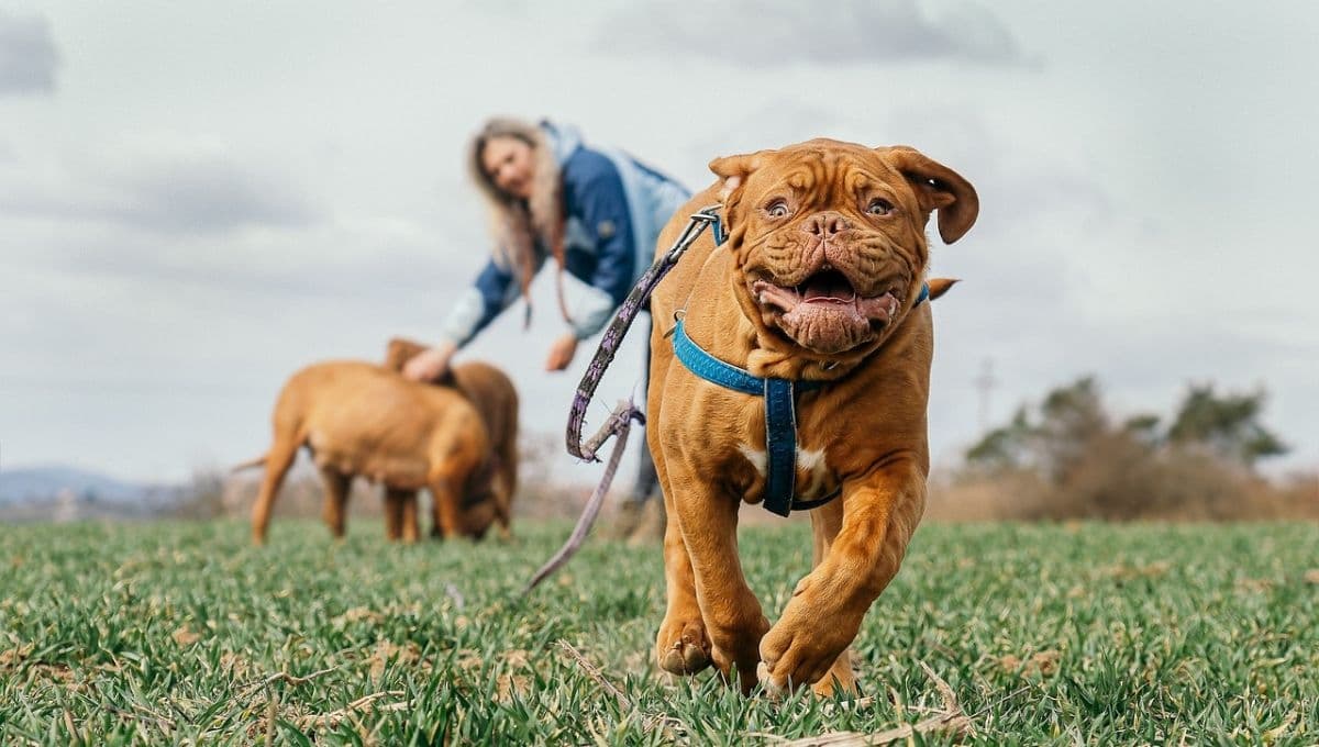 ¿Qué significa que mi perro quiera huir de casa?