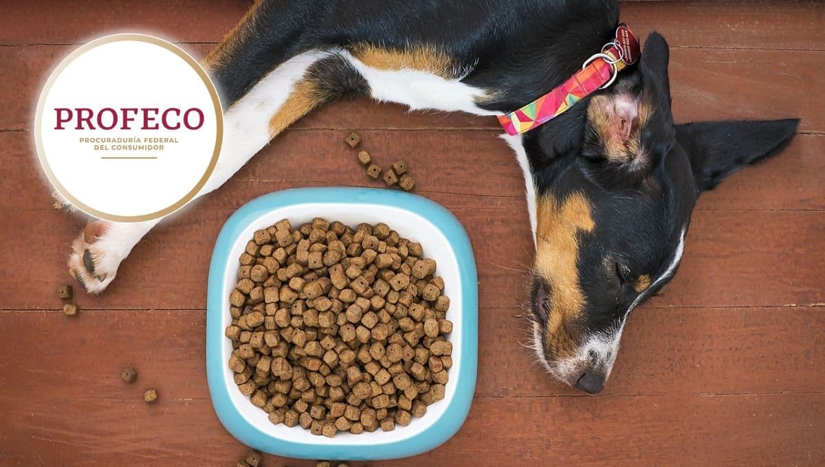 Estas son las croquetas de perro más engañosas y que le harán daño a tu mascota: Profeco