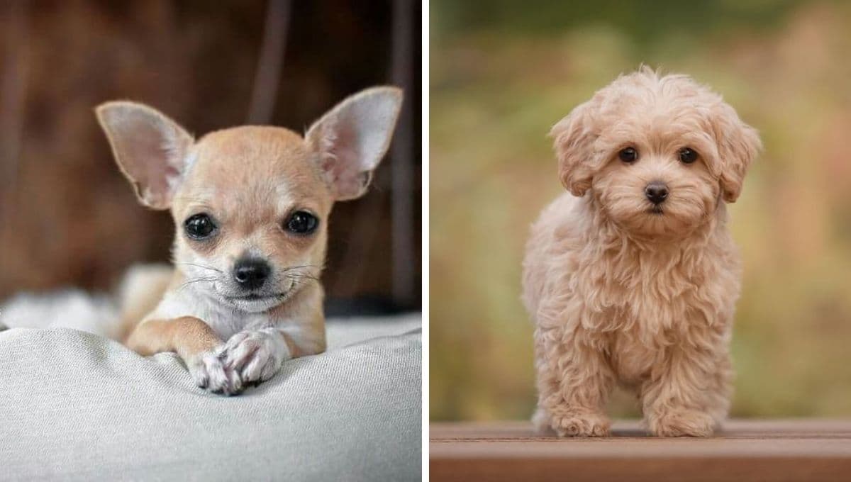 ¿Cómo hacer feliz a tu perro pequeño?