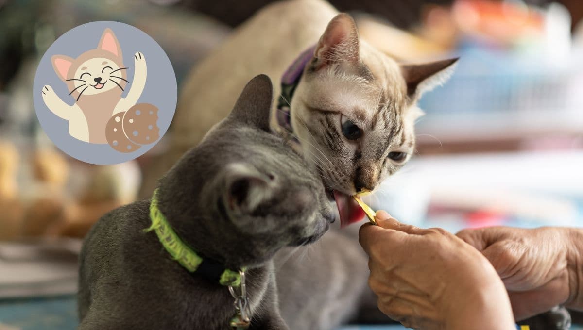 Cómo hacer premios caseros para gatos fáciles y sin horno | Receta
