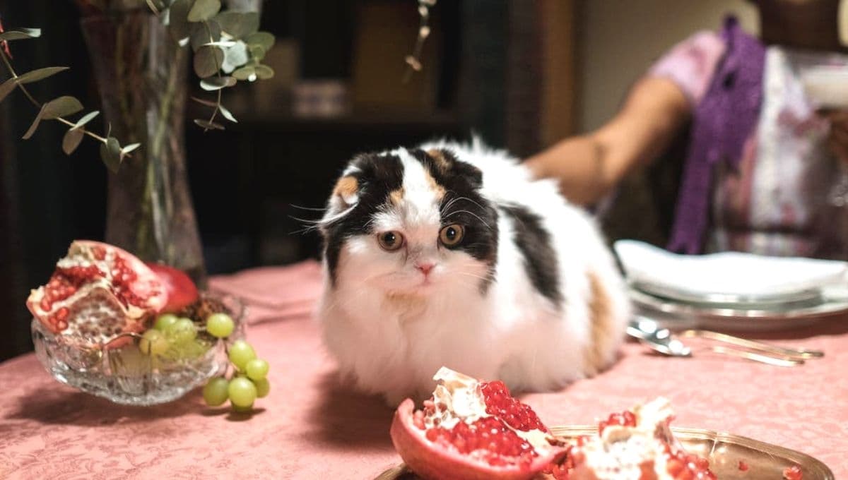 ¿Por qué y cómo evitar que mi gato se suba a la mesa?
