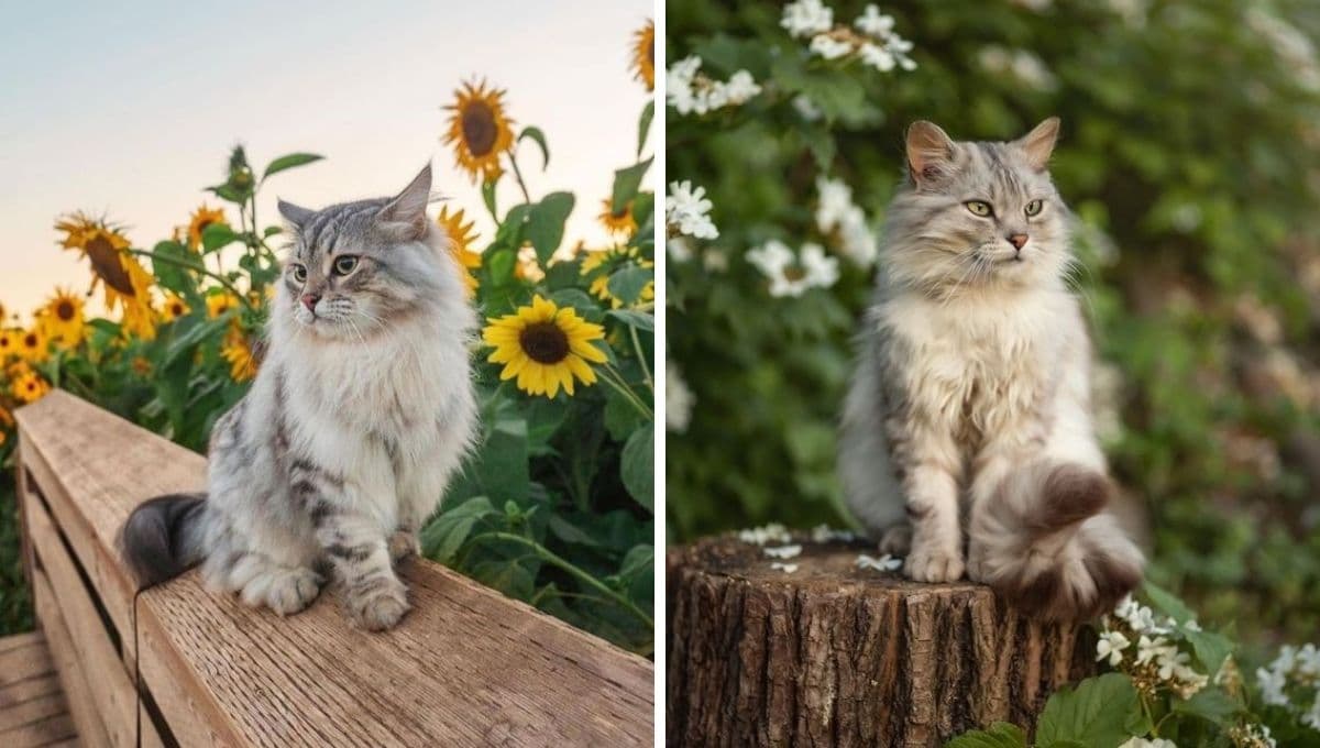 5 nombres de gatos bonitos y originales: te van a envidiar