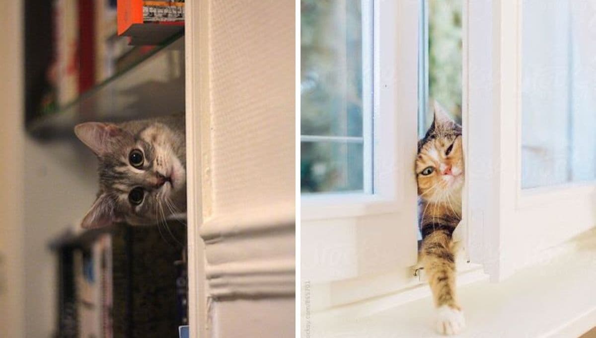 5 beneficios por los que es bueno tener un gato como mascota