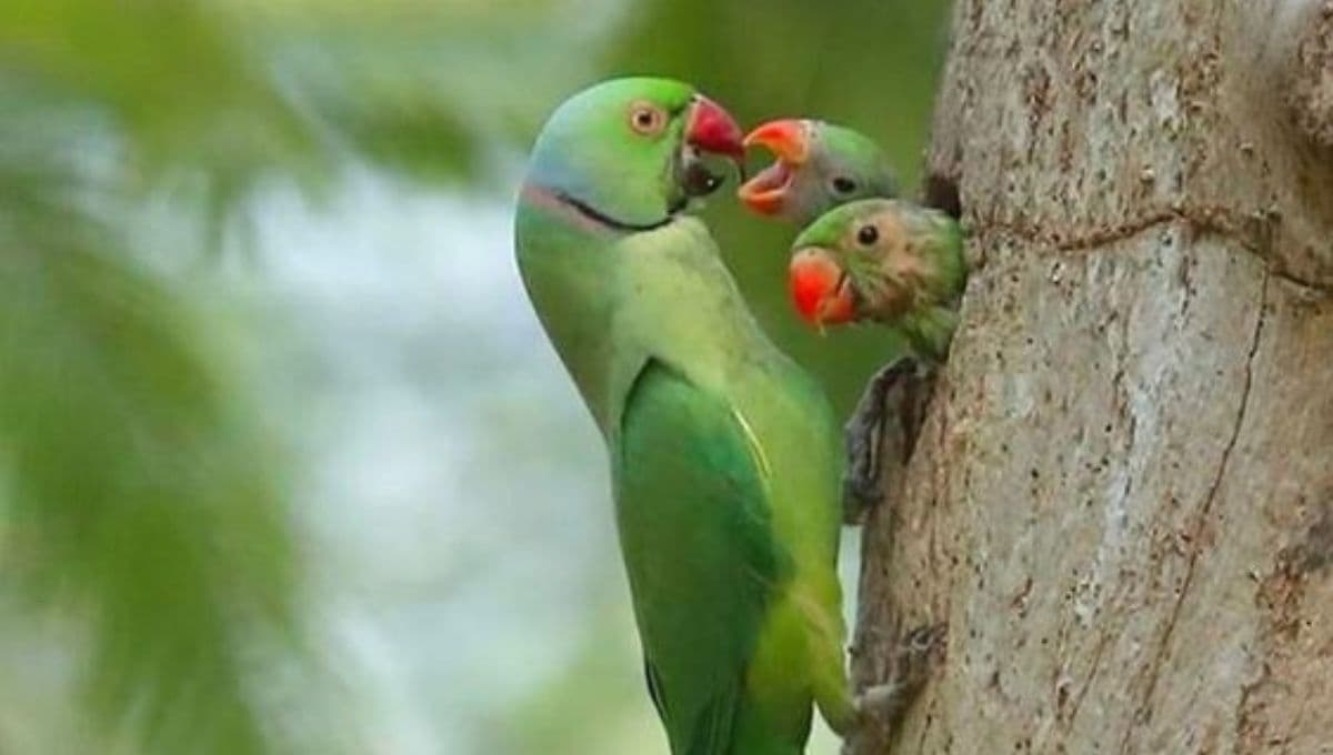 ¿Qué pájaros son más fáciles de domesticar?