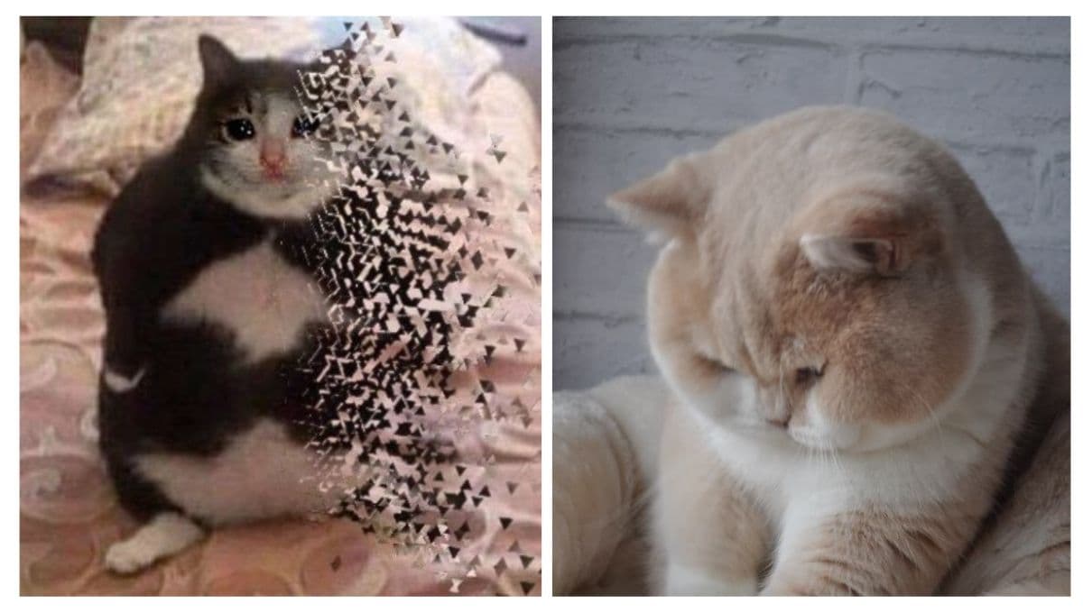 7 memes de gatos gorditos y redondos: morirás de ternura