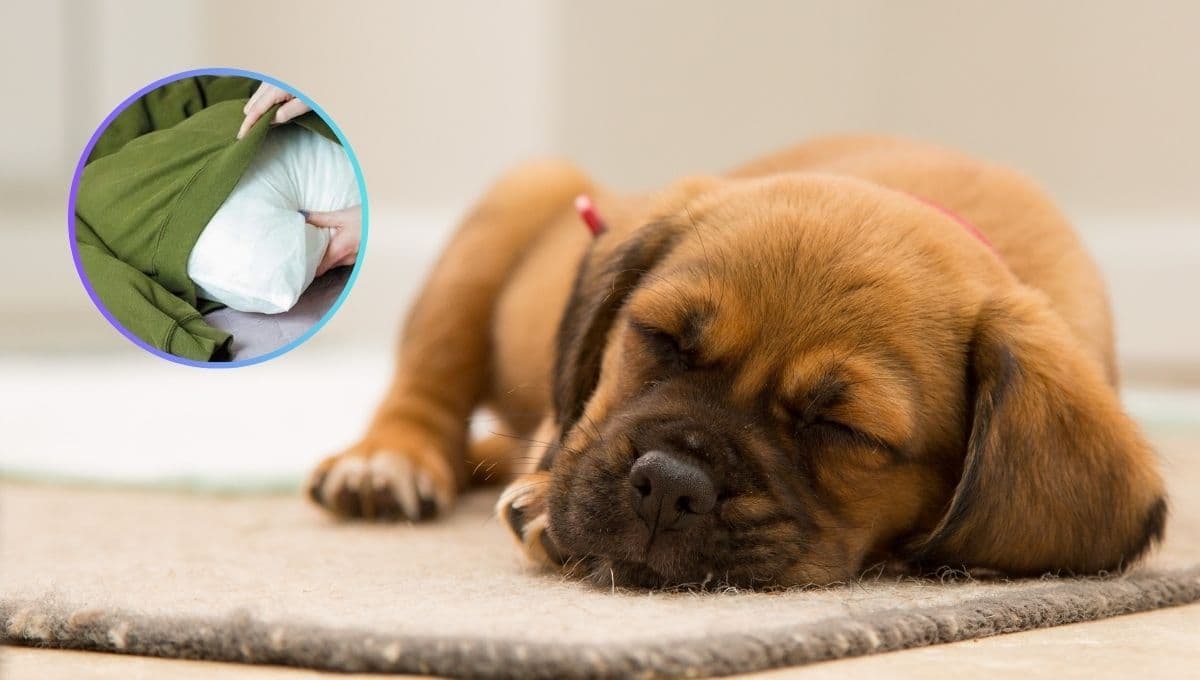 ¿Cómo hacer una cama para tu perro con ropa vieja?