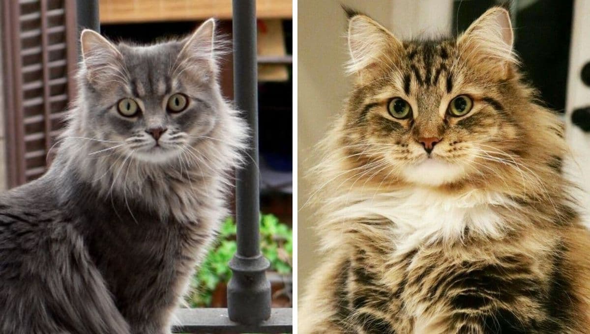 5 razas de gatos peludas y bonitas: te robarán el corazón