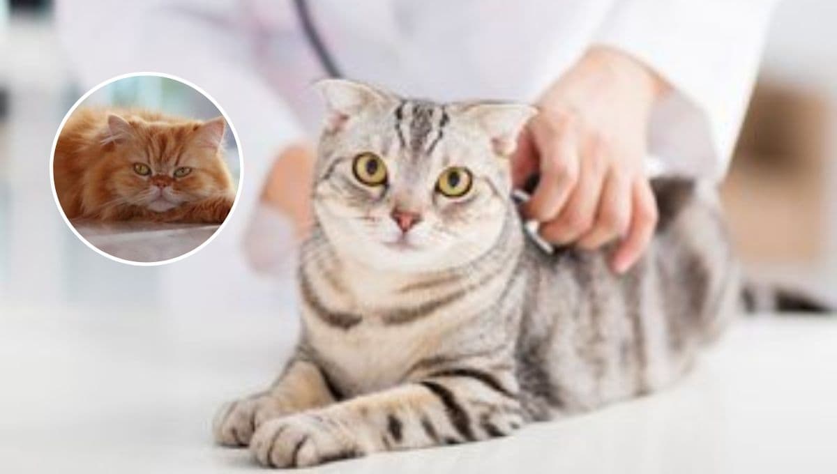 ¿Qué pasa si mi gato vomita naranja? Esta es la razón y cómo tratarlo