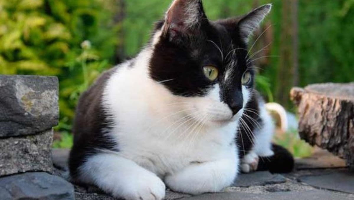 5 beneficios de tener un gato negro y un gato blanco en casa