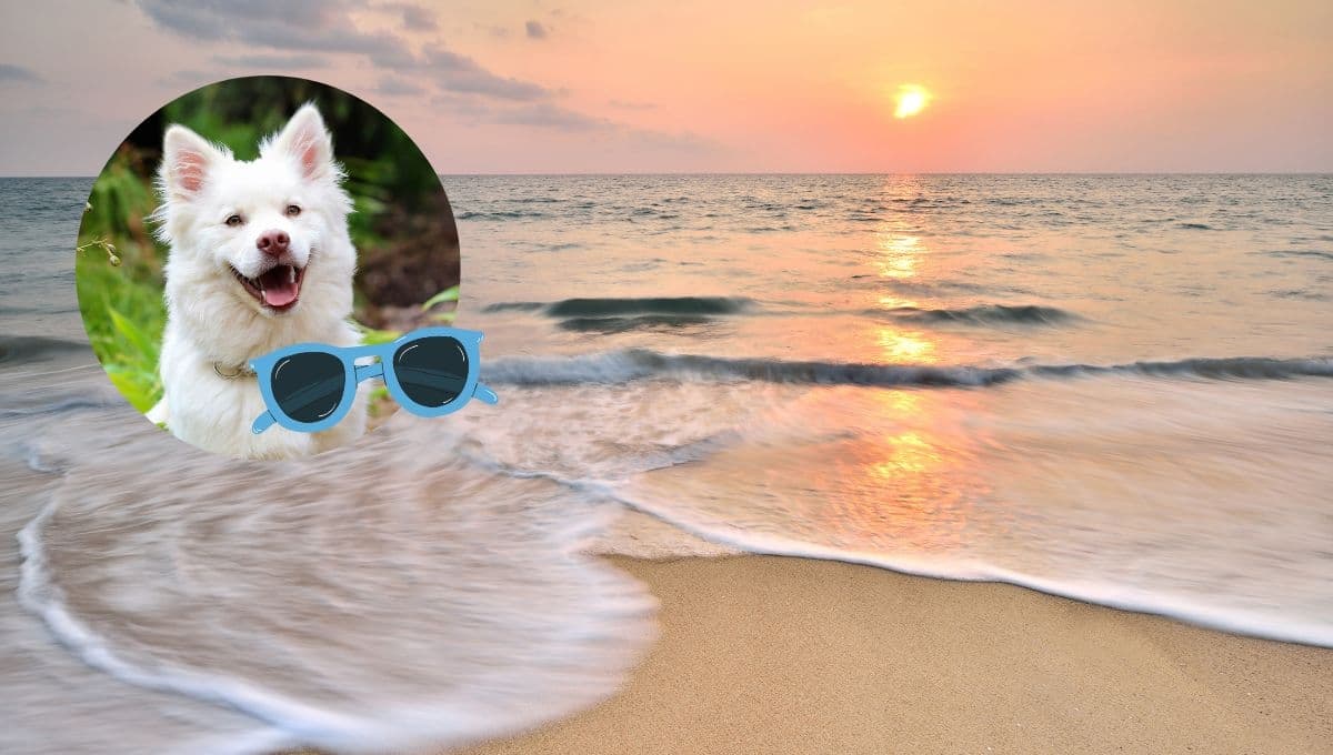 3 playas bonitas que puedes visitar con tu perro en Semana Santa