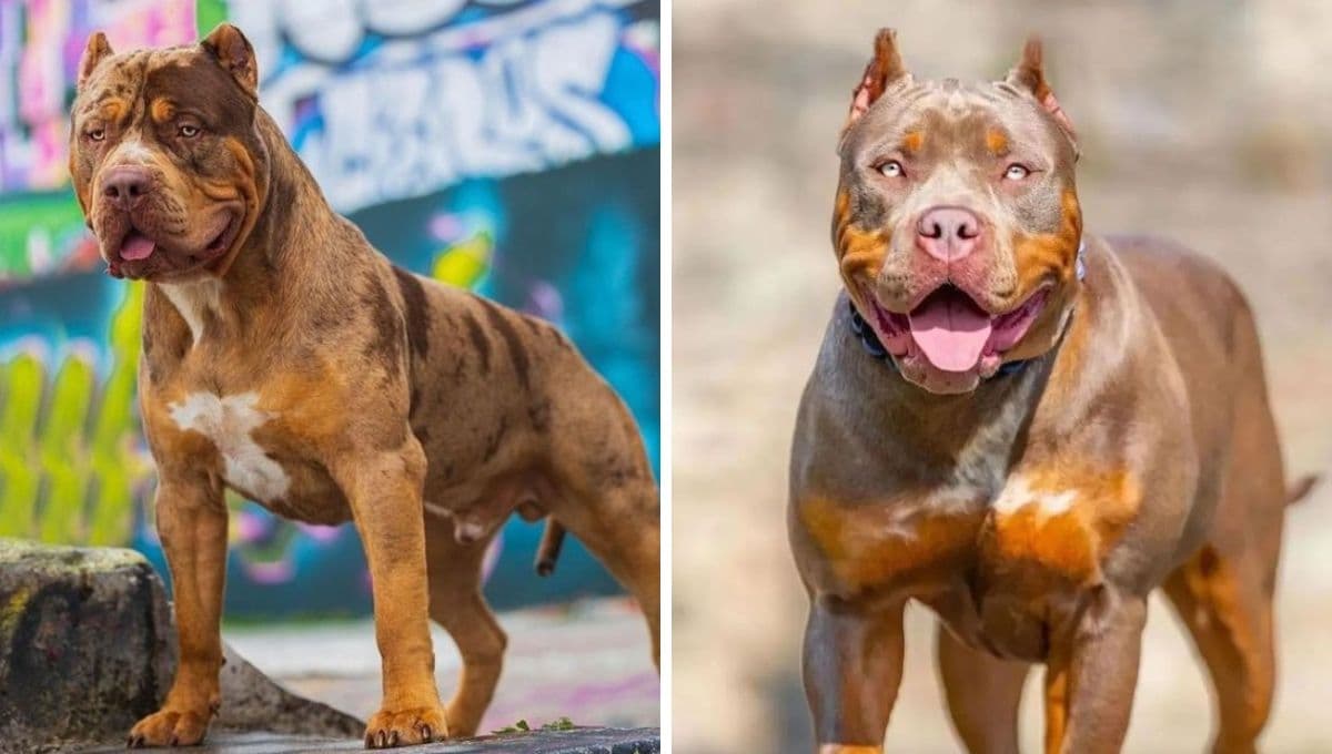¿Cuál es la raza de perro que sería prohibida y por qué?