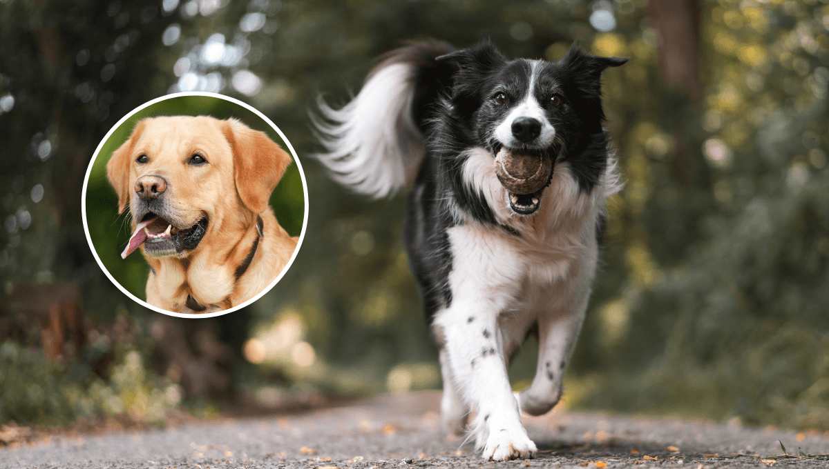 ¿Por qué mi perrito dejó de ladrar?