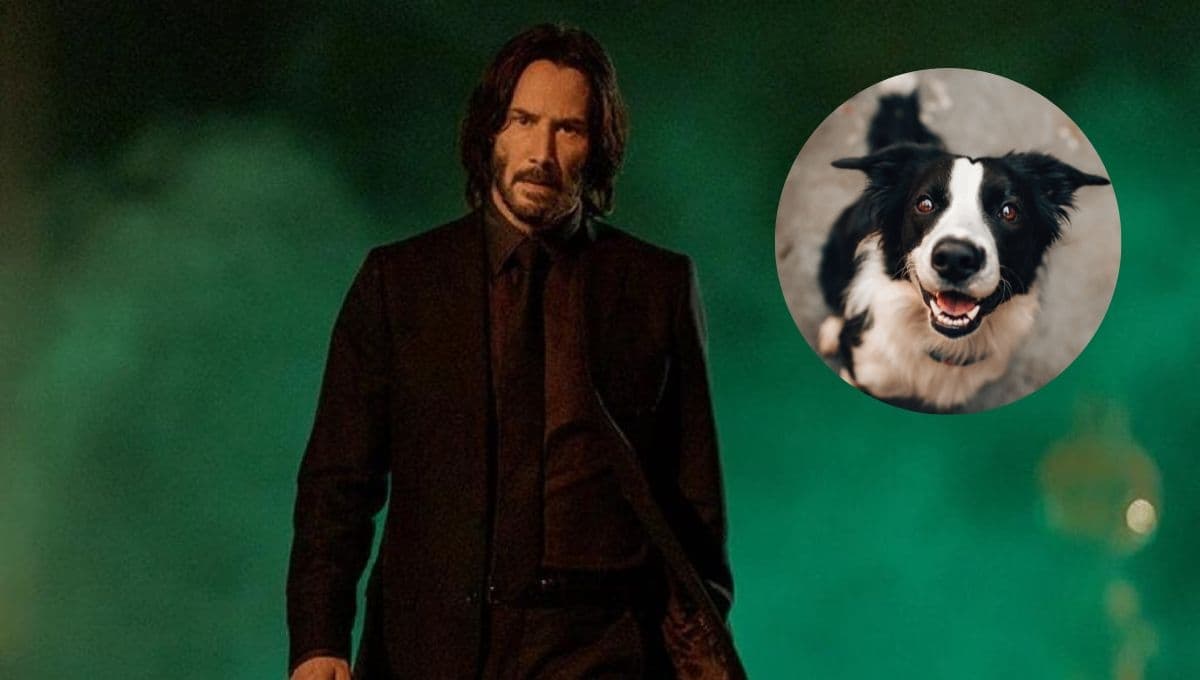 John Wick: la triste y oscura historia real del perro que inspiró la película