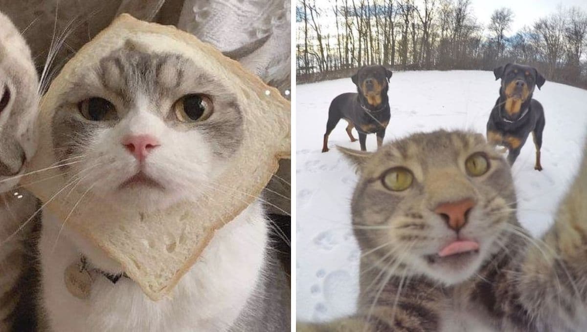 6 fotos de gatitos lindos para compartir con tu mejor amiga