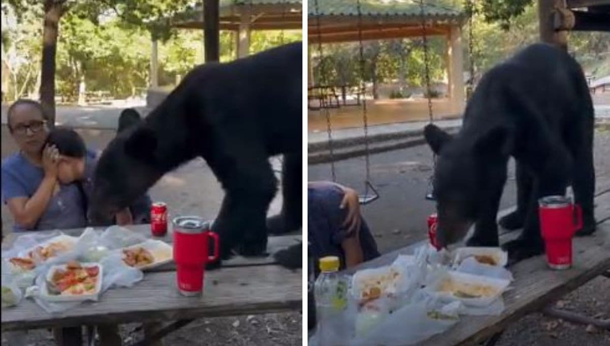 Oso hambriento llega a DEVORAR la comida de familia en parque de Nuevo León