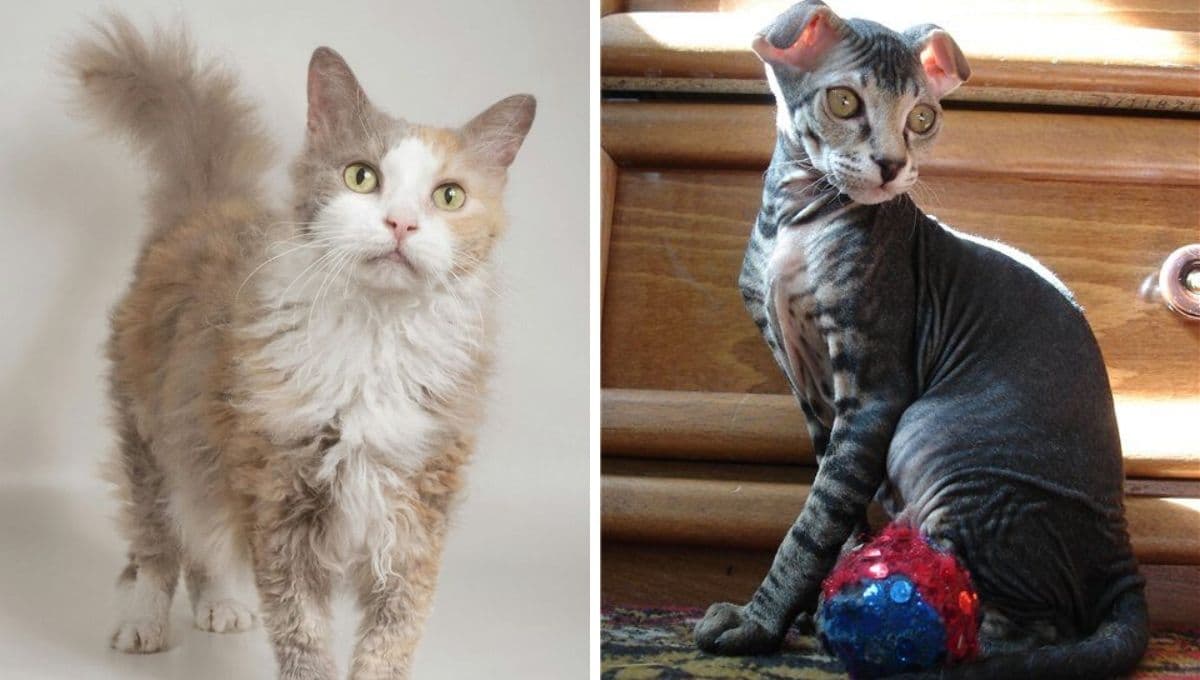 5 razas de gatos más raras: son hermosos pero pocos los conocen