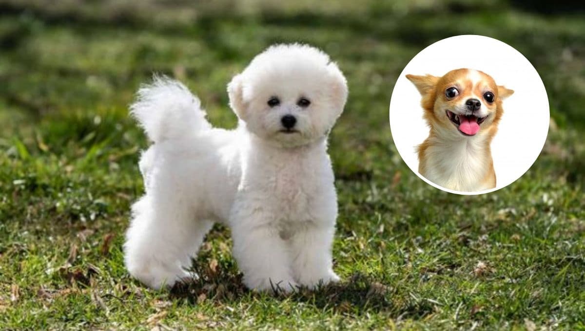 5 razas de perros miniatura que no crecen: parecen peluchitos