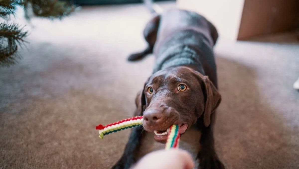 ¿Cómo jugar con tu perro sin juguetes?