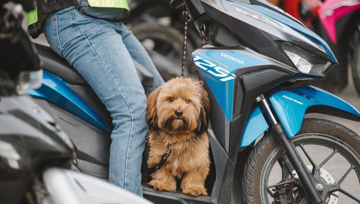 ¿De cuánto es la multa por viajar con mi perro en moto en CDMX?