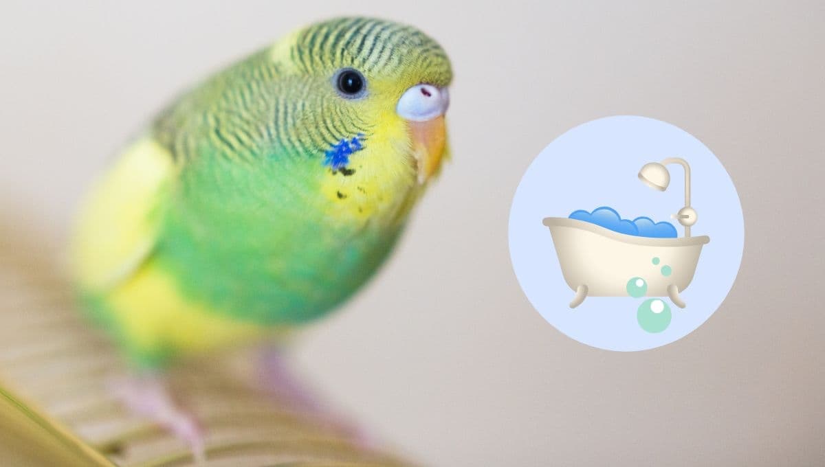 Cómo hacer una bañera casera para periquitos australianos | Paso a paso