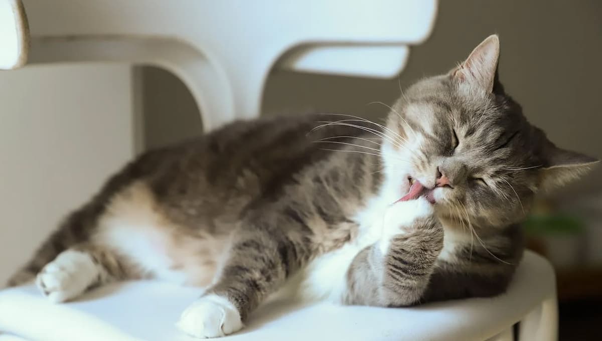 ¿Qué pasa si mi gato pasa mucho tiempo encerrado?