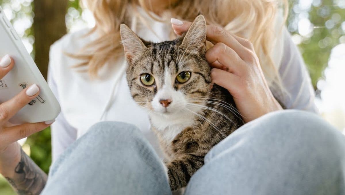 6 beneficios de tener un gato atigrado en casa