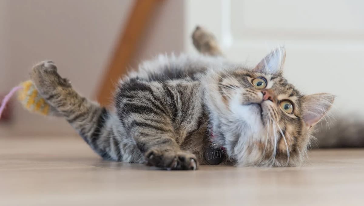 ¿Qué significa cuando un gato se pone a correr de repente?