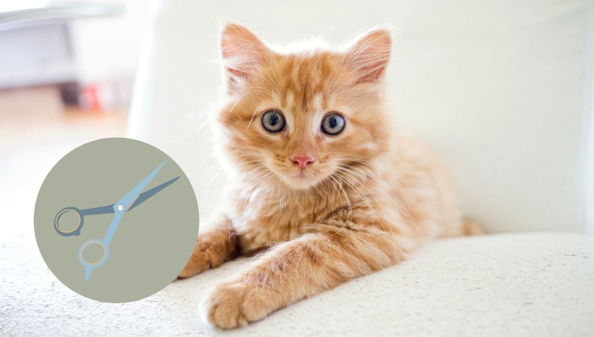 ¿Debo cortarle el pelo a mi gato en verano?
