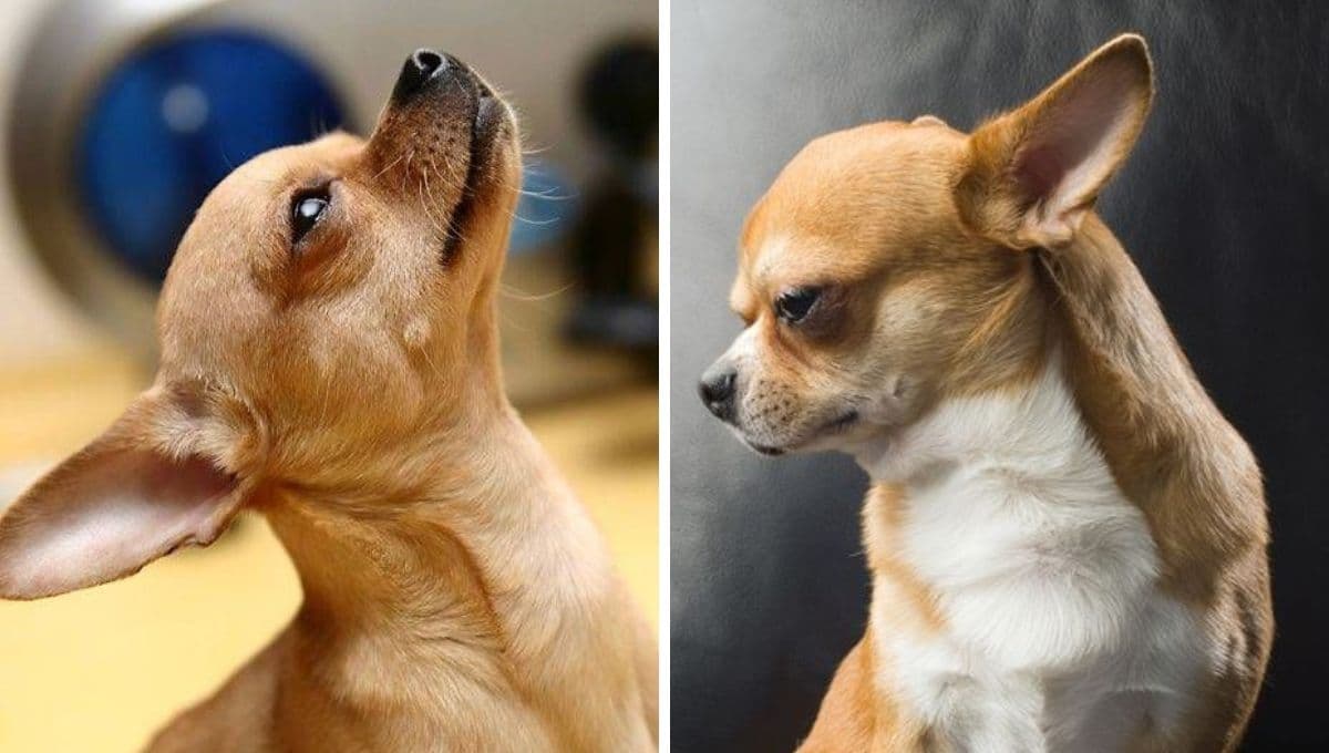 5 razas de perro que NO sueltan pelo: son bonitos y limpiecitos