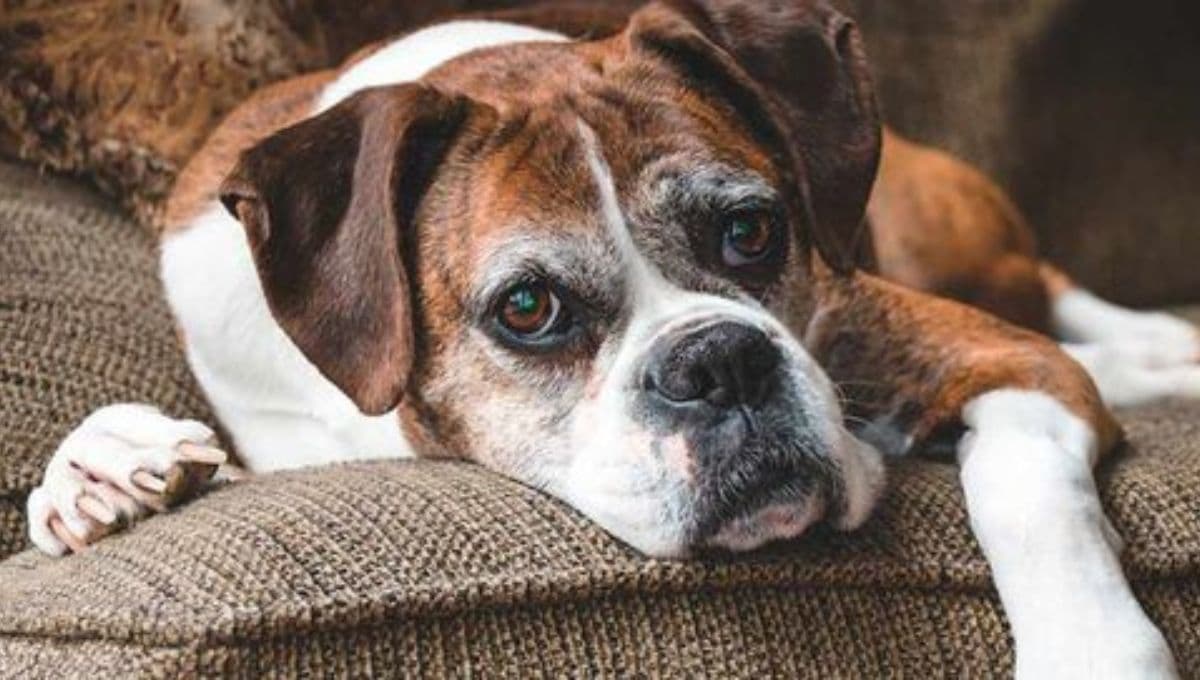 ¿Qué hacer cuando tu perro ya está muy viejito?