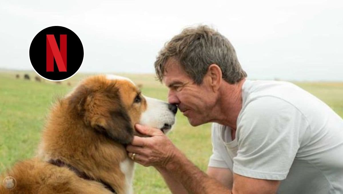Las 5 películas de perritos más conmovedoras en Netflix: no podrás dejar de llorar